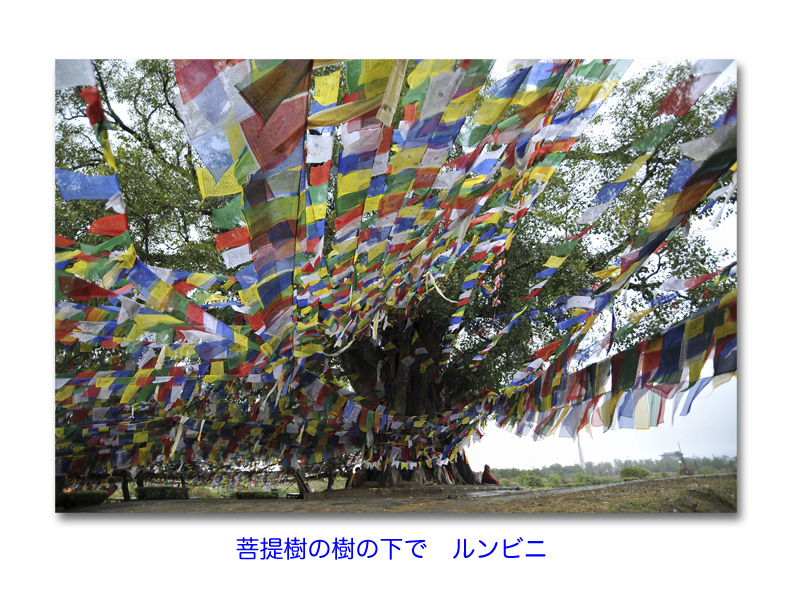 菩提樹の樹の下で ルンビニ